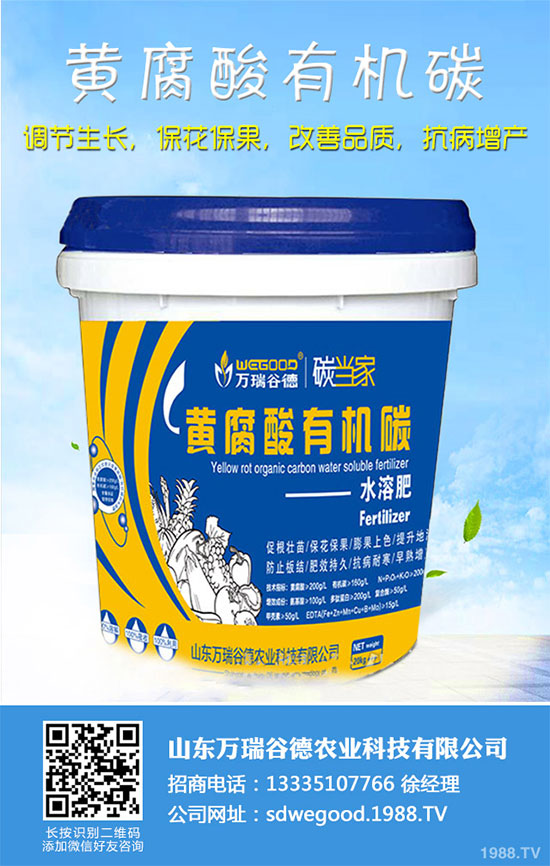 小白菜什么時候種植？小白菜高產種植技術