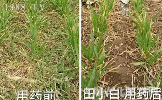 節(jié)節(jié)麥如何防除，用什么藥？怎么打藥效果好？