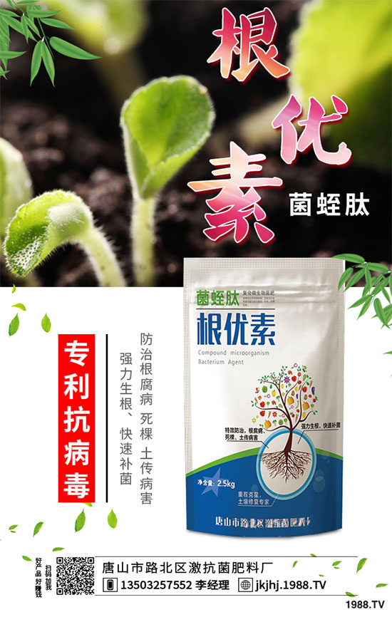 白菜霜霉病是如何引起的？有哪些危害？白菜霜霉病的預(yù)防措施