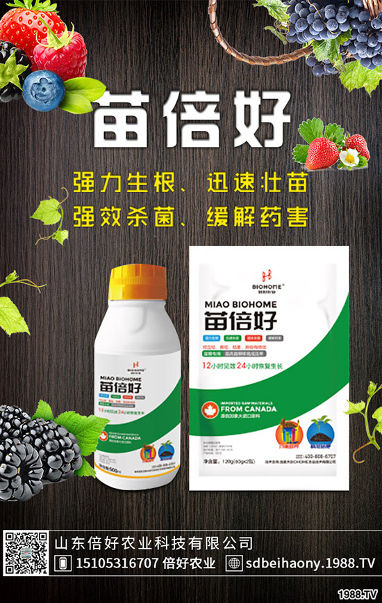 小麥播種后不出苗或苗弱的原因，如何提高小麥出苗率?