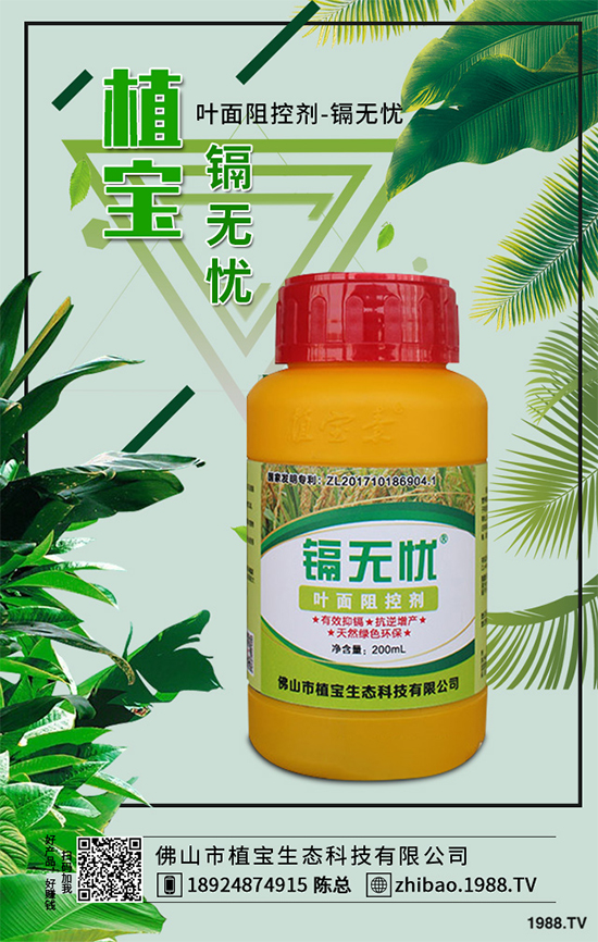 越冬番茄種植該注意什么？越冬番茄高產(chǎn)種植管理
