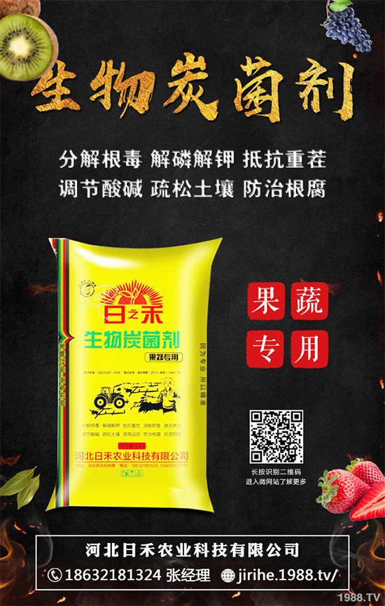 洋蔥定植你掌握了嗎？洋蔥定植及定植后管理方案