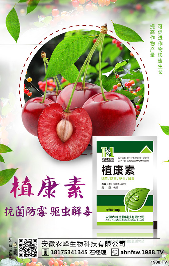 當歸怎么種植，當歸種植效益及栽培技術！