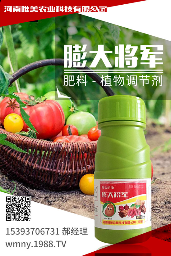 冬季草莓如何施肥？如何提高大棚的地表溫度？