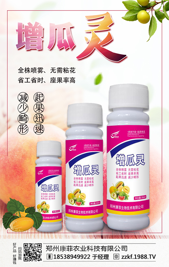 大棚南瓜怎么種植？大棚南瓜的種植中要點(diǎn)！