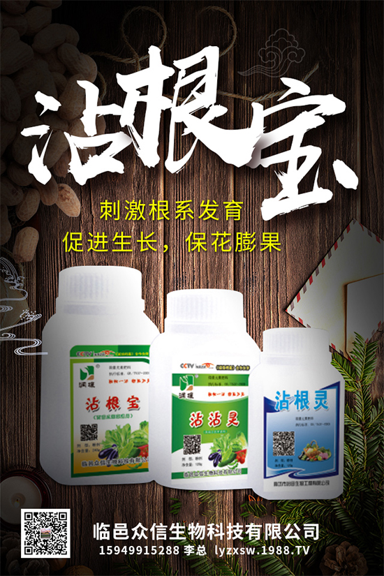 大棚種植黃瓜優(yōu)質(zhì)高產(chǎn)管理，肥料需要這樣施！