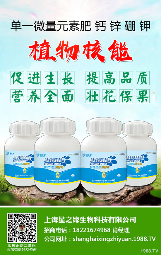 芽菜怎樣種植，芽菜種植技術(shù)您了解多少？