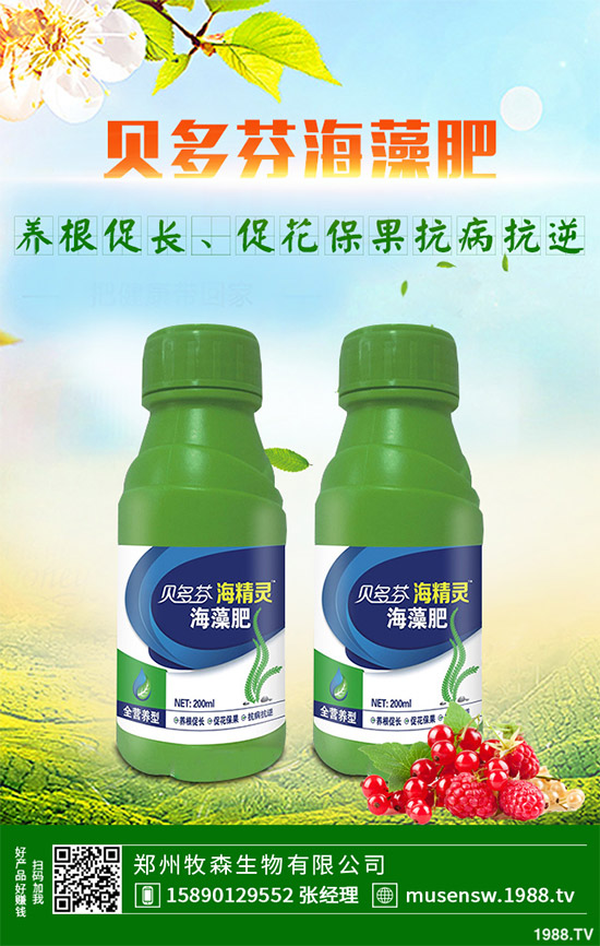 洋薊為什么這么受人歡迎？洋薊的市場(chǎng)行情分析