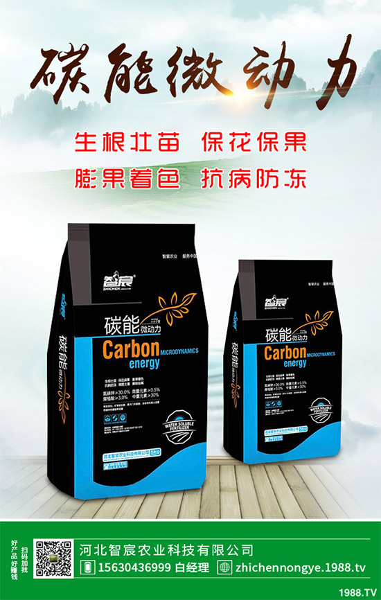 魔芋該怎么種？魔芋高產(chǎn)種植管理方案