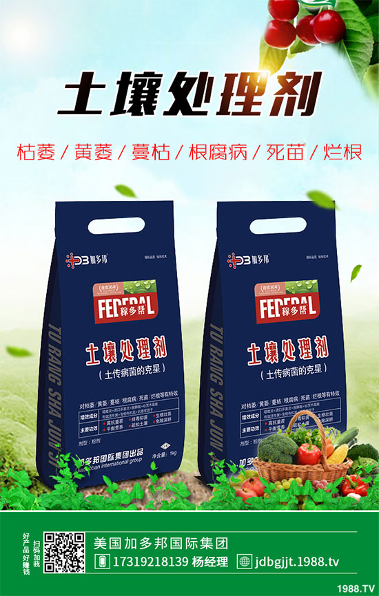 貢菊花該如何栽培？貢菊花高產(chǎn)栽培技術(shù)