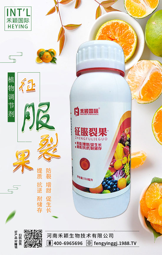 木耳菜什么時間種植？木耳菜種植方法！