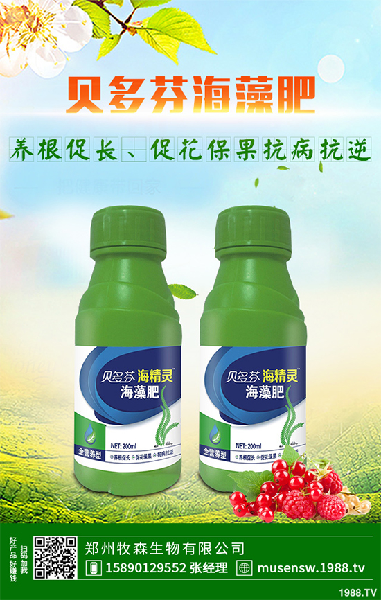 天麻該怎么種植？天麻的環(huán)境要求及種植技巧