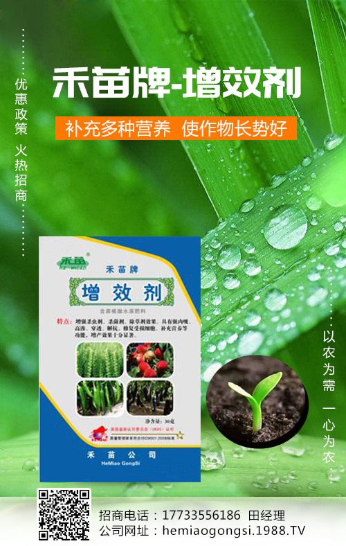 香瓜種植管理做好這些，產(chǎn)量收益有