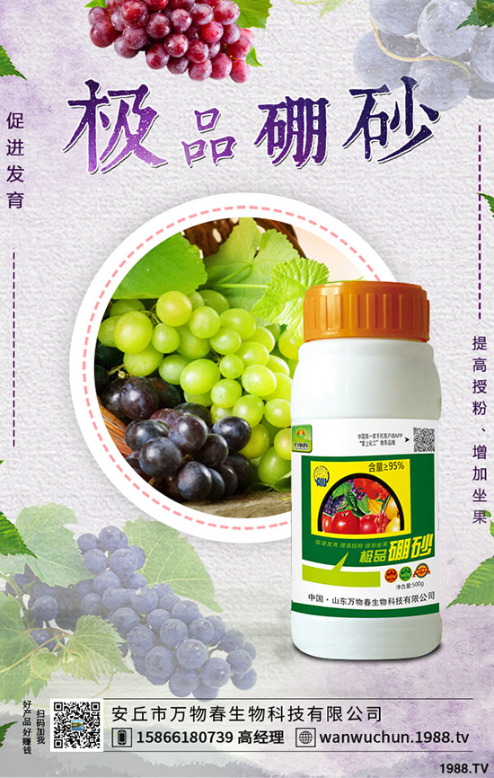 枸杞如何種植，枸杞種植條件有哪些？