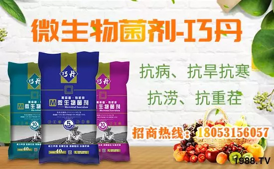 【微生物菌劑+有機肥】效果牛逼!施一遍頂三遍,省力又高產(chǎn)!