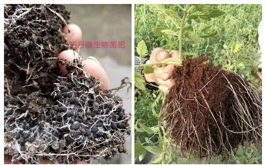 【微生物菌劑+有機肥】效果牛逼!施一遍頂三遍,省力又高產(chǎn)!