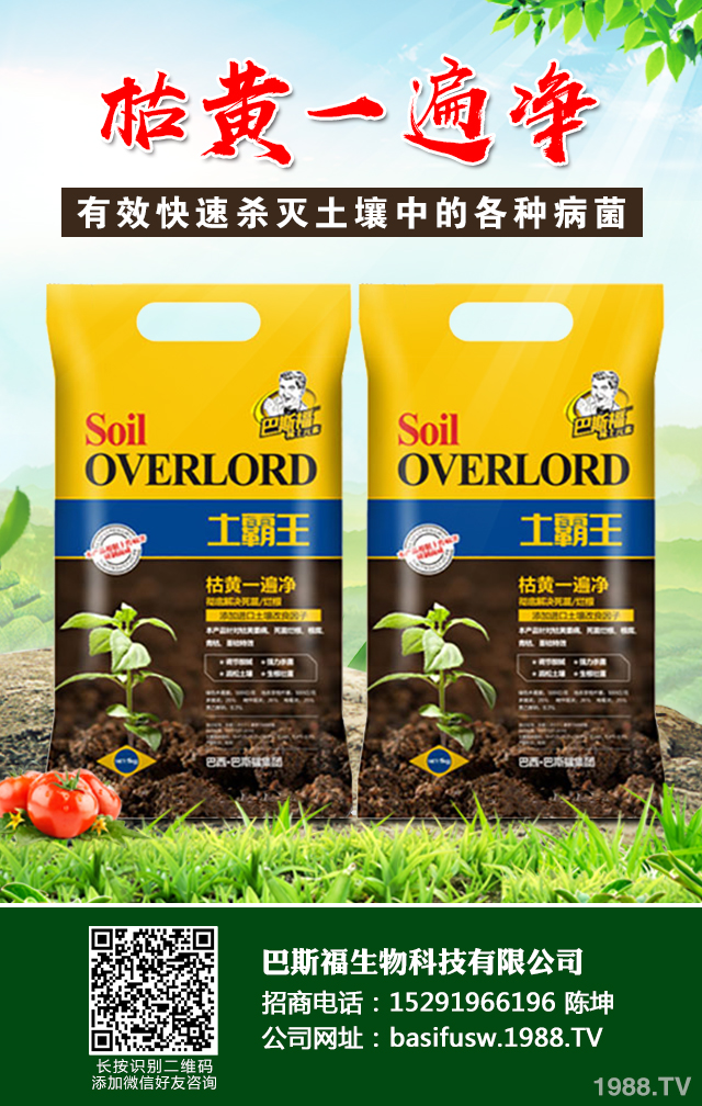 茄子立枯病如何巧防治?茄子立枯病防治技巧