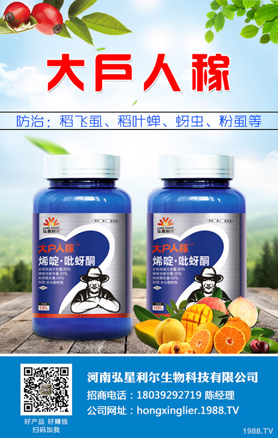 洋蔥種植后要怎么管理？洋蔥種植管理技術(shù)要點(diǎn)！