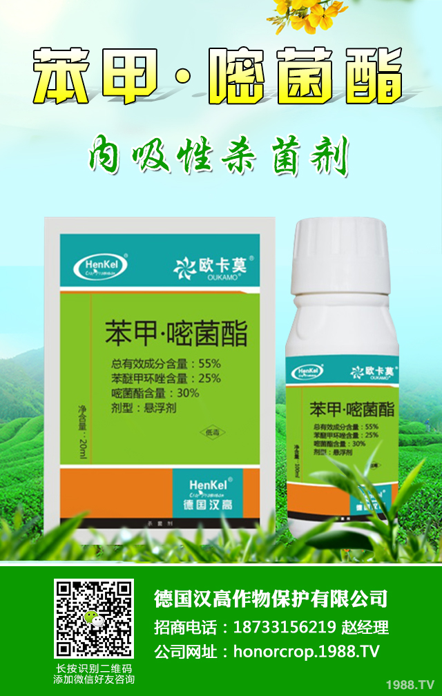 芹菜生理性病害怎樣防治？芹菜生理性病害防治技巧