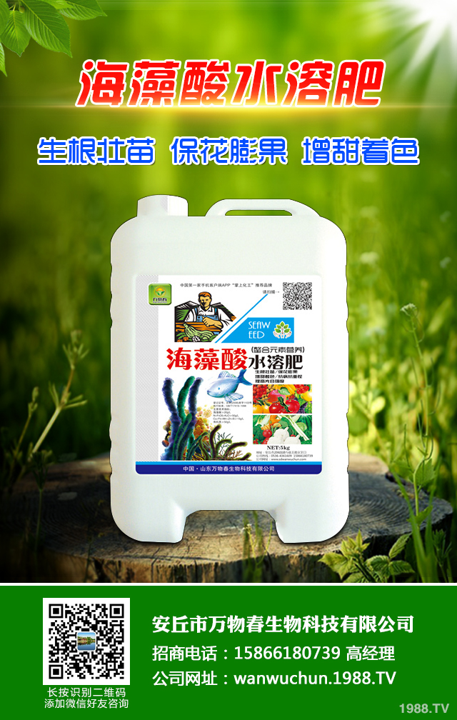 秋播小麥怎么提高質(zhì)量？秋播小麥提高質(zhì)量六要點