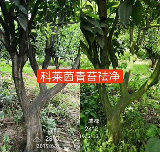 神奇除青苔劑！，不反彈！干凈，青苔無蹤！