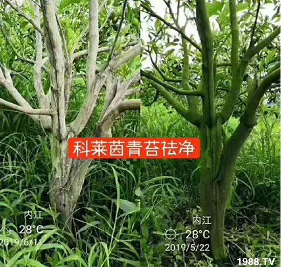 神奇除青苔劑！，不反彈！干凈，青苔無蹤！