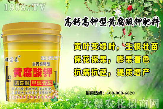 草莓生長對(duì)環(huán)境要求有哪些？秋季草莓定植注意事項(xiàng)和管理方式！