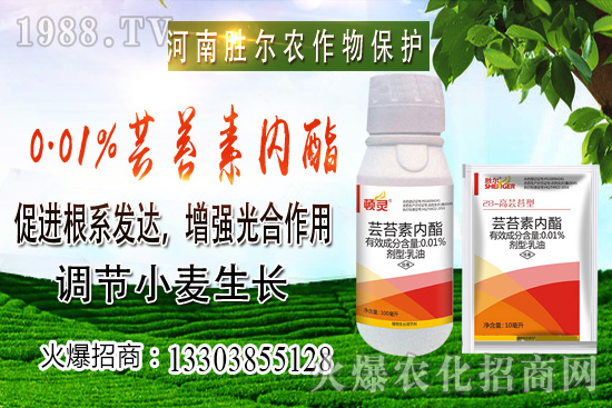 小麥價格上漲節(jié)奏逐漸興起，后市可期！10月22日小麥價格行情