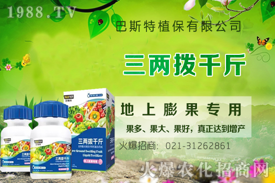 影響牛膝根系的生長因素有哪些？牛膝生根壯苗用什么葉面肥？