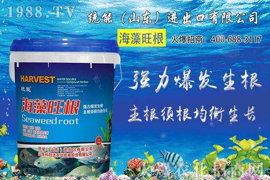 小麥價格大范圍上漲！預計小麥價格將突破1.25元/斤