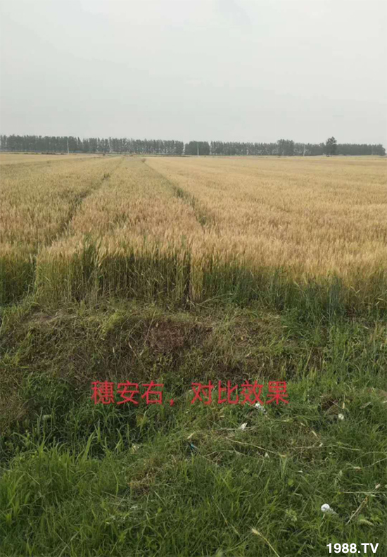 小麥赤霉病危害特點，防治小麥赤霉病用什么藥？