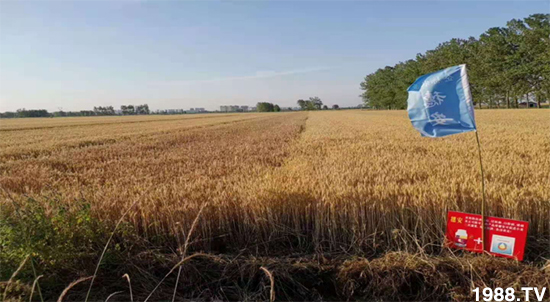小麥赤霉病危害特點，防治小麥赤霉病用什么藥？