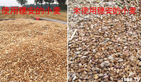 小麥赤霉病危害特點，防治小麥赤霉病用什么藥？