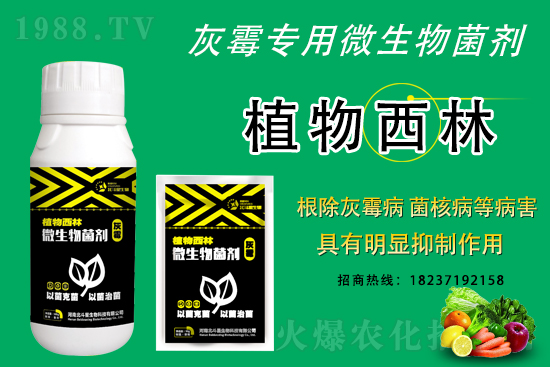 灰霉病不好治的原因，怎么做防治效果好？