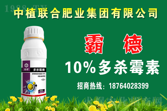 今日小麥價格行情如何？春節(jié)前小麥價格還會上漲嗎？