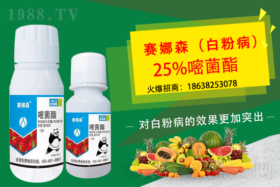 草莓白粉病來(lái)襲，損葉毀果，草莓白粉病要如何防控？