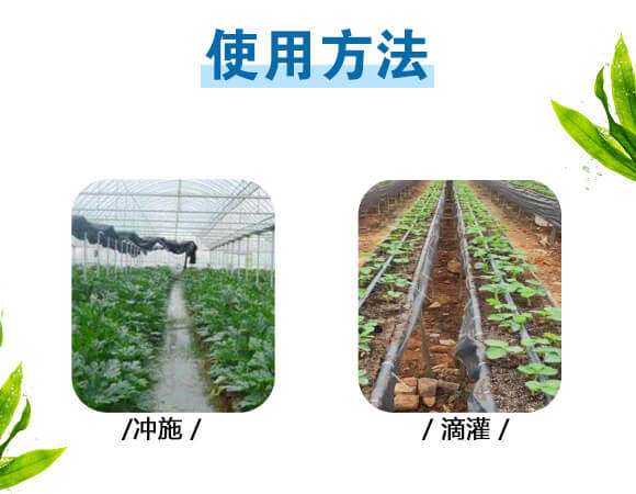 美果膨果型有機水溶肥料-一畫農(nóng)業(yè)_10