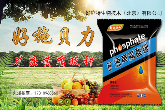 洋姜多少錢一斤?洋姜種植前景如何?(附種植技術(shù))