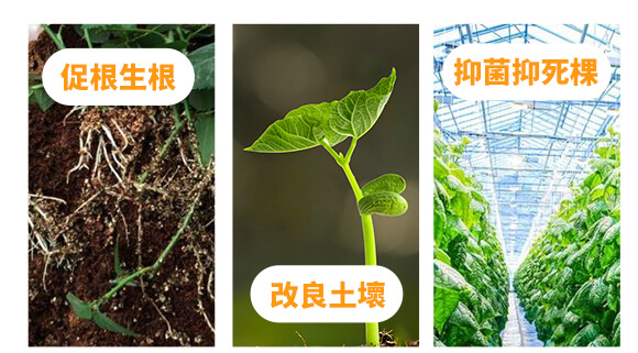 膨元帥-喜農(nóng)緣-歐曼森_03