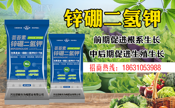 盆栽平安樹該怎樣澆水？澆什么水好？