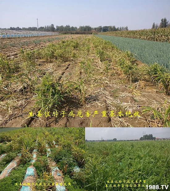     發(fā)明專利產(chǎn)品——姜兀憂，三段式防控爛脖子??！用戶紛紛反饋效果，火了！