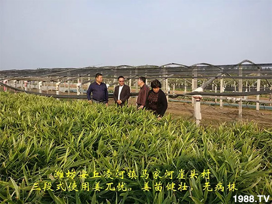     發(fā)明專利產(chǎn)品——姜兀憂，三段式防控爛脖子?。∮脩艏娂姺答佇Ч?，火了！