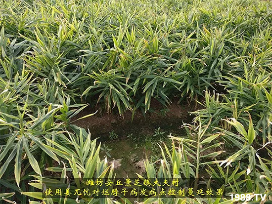     發(fā)明專利產(chǎn)品——姜兀憂，三段式防控爛脖子?。∮脩艏娂姺答佇Ч?，火了！