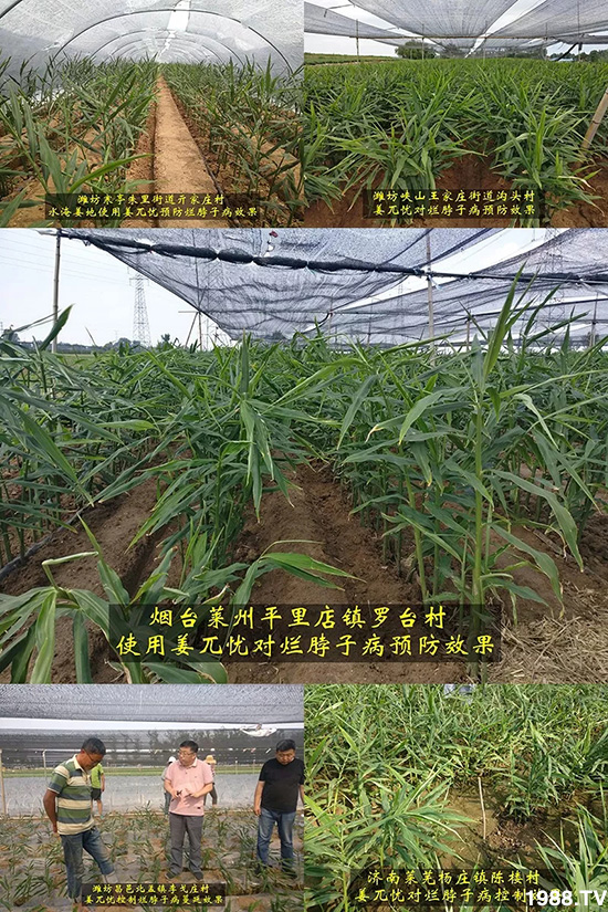     發(fā)明專利產(chǎn)品——姜兀憂，三段式防控爛脖子??！用戶紛紛反饋效果，火了！