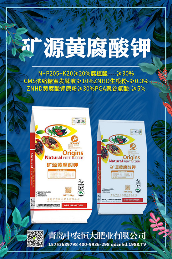 早春菠菜種植技術(shù)有哪些，田間管理要注意什么？