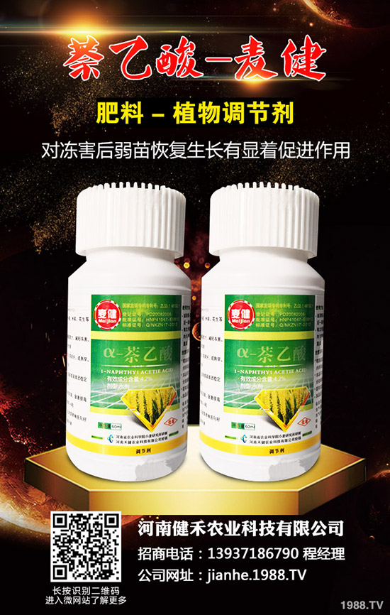 辣椒溫室白粉虱蟲害嚴(yán)重怎么辦，辣椒溫室白粉虱的發(fā)生與防治！
