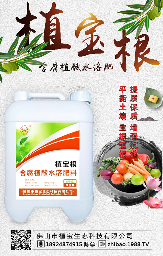 早春大棚西葫蘆什么時間種？西葫蘆定植后管理要點(diǎn)！