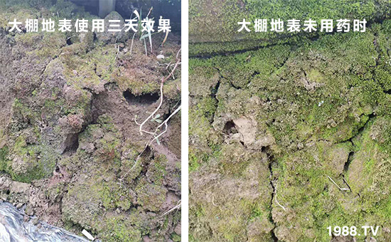 大棚地表使用三天效果和大棚地表未用藥時(shí)!