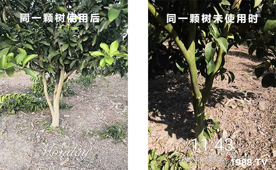 同一顆樹使用后和同一顆樹未使用時(shí)!