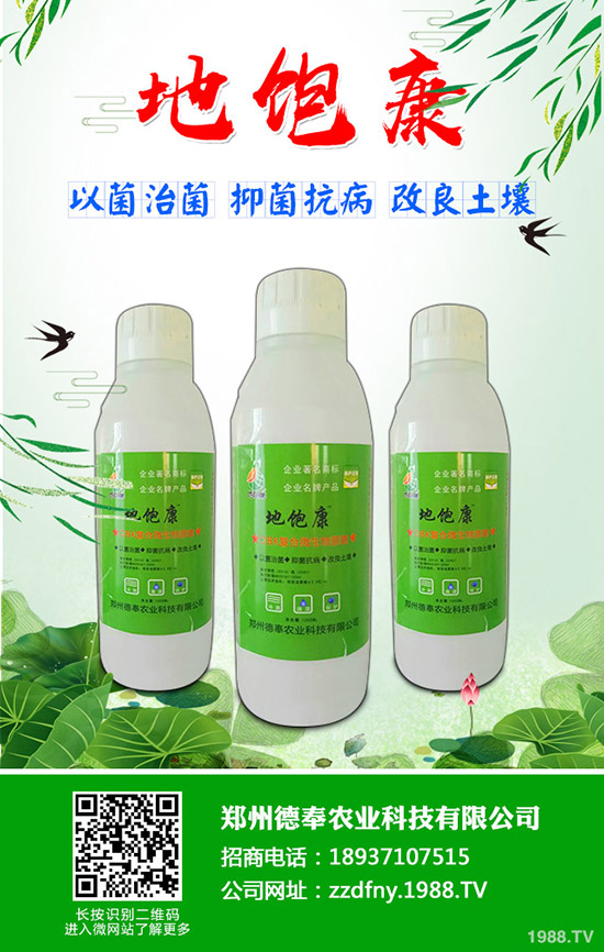 南瓜黑星病有哪些癥狀?南瓜黑星病防治方法